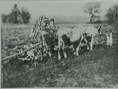 Plöjning med tre stutar. Längst till vänster: eventuellt Karl Nilson, Severins systerson.