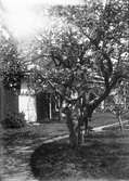 Ruben Liljefors står under träd och två unga män sitter i trädet på gården, sannolikt Svensgården, Dalarna