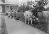Fyra små flickor med hund och ko utanför bostadshus på gården, sannolikt i Sverige