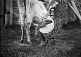 Sannolikt Ruben och Christiane Liljefors dotter Marit mjölkar ko, sannolikt i Dalarna