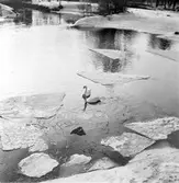 Vårbild. Stadsparken.