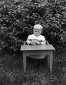 Ett litet barn sitter i en barnstol framför en vinbärsbuske