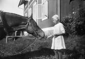 Ruben och Christiane Liljefors dotter Marit ger munsbit till häst på gården vid bostadshus, sannolikt Svensgården, Dalarna