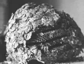 Bikupa i getingboform