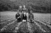Gallring av betor tillhörande Lines. Stående: Greta på Hallen, okänd, Kloar-Erik. Sittande: Lines-Karl, Anna-Lisa på Hallen, drängen.