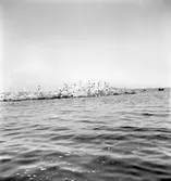 Furuskär
Furuviksparken invigdes pingstdagen 1936.

Solbadar vid klipporna












