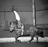 Furuviksparken invigdes pingstdagen 1936.

Cirkusbyggnaden Teater-Cirkus med cirka 600 platser, uppförd 1940.










