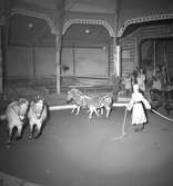Furuviksparken invigdes pingstdagen 1936.

Cirkusbyggnaden Teater-Cirkus med cirka 600 platser, uppförd 1940.

Även några zebror fanns på plats








