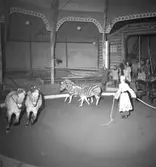 Furuviksparken invigdes pingstdagen 1936.

Cirkusbyggnaden Teater-Cirkus med cirka 600 platser, uppförd 1940.

Även några zebror fanns på plats








