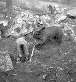 Furuviksparken invigdes pingstdagen 1936.

Nöjesfältet, badplatsen Sandvik och djurparken gjordes iordning.

Björnarna i björnbergsgropen






