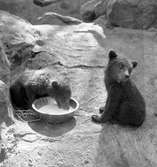 Furuviksparken invigdes pingstdagen 1936.

Nöjesfältet, badplatsen Sandvik och djurparken gjordes iordning.

Björnarna i björnbergsgropen







