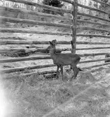 Furuviksparken invigdes pingstdagen 1936.

Nöjesfältet, badplatsen Sandvik och djurparken gjordes iordning.

Hjortdjur






