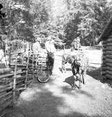 Furuviksparken invigdes pingstdagen 1936.

Nöjesfältet, badplatsen Sandvik och djurparken gjordes iordning.

Hjortdjur






