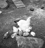 Furuviksparken invigdes pingstdagen 1936.

Nöjesfältet, badplatsen Sandvik och djurparken gjordes iordning.

Höna med sina kycklingar






