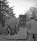 Furuviksparken invigdes pingstdagen 1936.
Nöjesfältet, badplatsen Sandvik och djurparken gjordes iordning.

Taku ska gå av eller på






