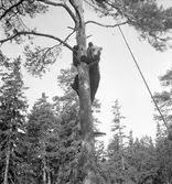 Furuviksparken invigdes pingstdagen 1936.

Nöjesfältet, badplatsen Sandvik och djurparken gjordes i ordning.

Björnen har en fin utsikt från sitt träd

