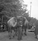 Furuviksparken invigdes pingstdagen 1936.

Nöjesfältet, badplatsen Sandvik och djurparken gjordes i ordning.

Kameler och djurskötare
