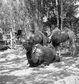 Furuviksparken invigdes pingstdagen 1936.

Nöjesfältet, badplatsen Sandvik och djurparken gjordes i ordning.

Kamelerna har kommit till ro
