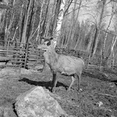 Furuviksparken invigdes 1936

1950 var ett år då Furuviksparken investerade kraftigt. Massor av djur köptes in.















