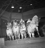 Furuviksparken invigdes 1936
Folkdanslaget Furuviks Ungdomslag och Barnkabarén blev Furuviksbarnen.
Ungdomscirkusen
Cirkusbyggnaden  Teater-Cirkus med cirka 600 platser, uppförd 1940.













