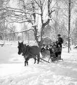 Furuviksparken invigdes pingstdagen 1936.

Vinterskoj i snön







