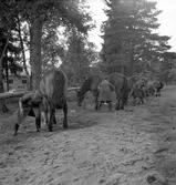 :: RÖDA STJÄRNAN
Föreningens ändamål - organiserad vård för djuren under krig.
Med frivillig hjälp genom insamling av medel.
Att kunna hjälpa till med erforderlig veterinärhjälp och djurvård.






