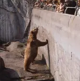 Skansens gäster tittar på brunbjörnarna på Björnberget.