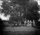 Potatisskörd på gården Nykvarn i Veddige. Potatisarna ligger i en driva framför fyra kvinnor med redskap i händerna. Till vänster om dem står en man med ett par draghästar förspända vid en enkel plog eller liknande.