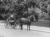 Spannmålshandlare C E Hallberg och en kvinna i vagn efter häst, Uppsala 1898
