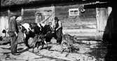 Syskonen Oskar (i hatt), Ivar och Selma med ko och tvillingkalvar på gårdsplanen, som är belagd med stenhällar. Ladugården är byggd i skiftesverk och täckt med stråtak. På väggen hänger hästskor.