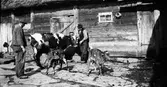 Syskonen Oskar (i hatt), Ivar och Selma med ko och tvillingkalvar på gårdsplanen, som är belagd med stenhällar. Ladugården är byggd i skiftesverk och täckt med stråtak. På väggen hänger hästskor.