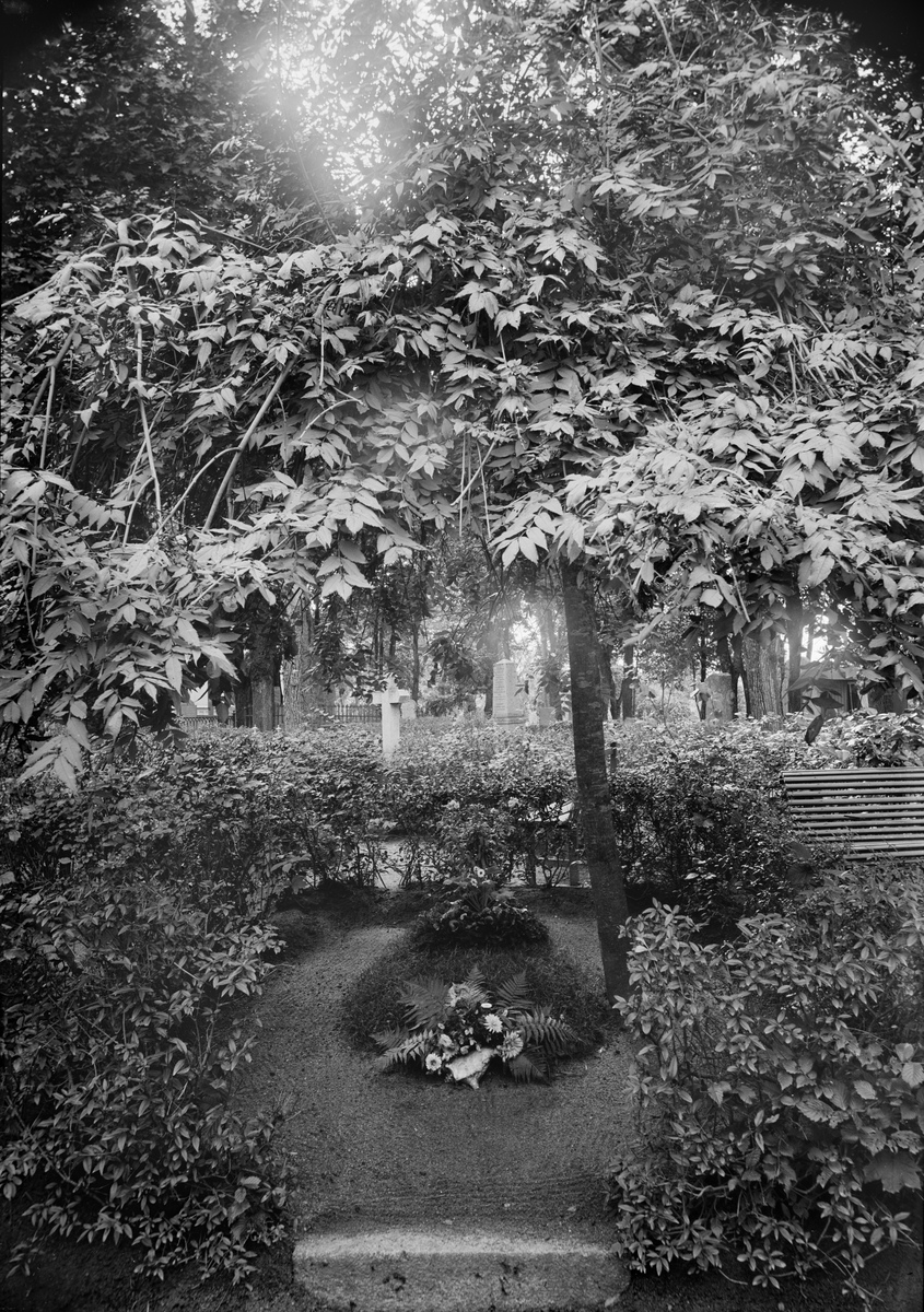 Henri Osti's Fotografiateliér, Branch at Uppsala Kyrkogård, Kåbo, Uppsala 1899