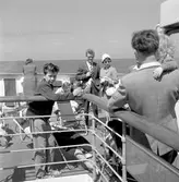 M/S Trelleborg, resande på soldäck, duva på reling