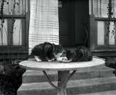 Två katter på ett bord.