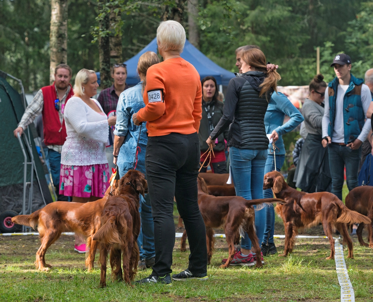 Fra «Elverumsutstillingen» for jakthunder under de Nordiske jakt- og fiskedager på Norsk Skogmuseum i Elverum 13. august 2016. Bildet viser noen av hundeeierne i samtale med funksjonærene på konkurransearenaen, grassletta i friluftsmuseet på Prestøya.  Elverumsutstillingen er Norges største hundeutstilling, i 2016 med cirka 840 påmeldte hunder.  På dette bildet ser vi en del av de irske setterne som deltok i konkurransen. (Foto/Photo)
