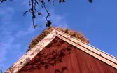 Taknocken på en ladugård med vasstak i Törnbotten.