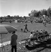 Hundutställning.
Juli 1956.