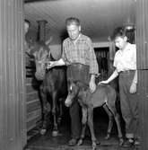 Ponnyföl i Örebro.
Juli 1956.