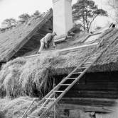 Halmtaksläggning Oktorpsgården, Skansen, 1965