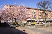Vy från Brogatan mot Mölndals torg på Japanska prydnadskörsbär i full blom, år 2015. Bild 1-2: Havskatten 12 i bakgrunden. Bild 3-4: Bergmansgatan i bakgrunden. Bild 5-6: Havskatten 17 i bakgrunden. Dokumentation av platsen innan rivning och nybyggnation.