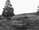 Epidemisjukhuset i Vetlanda. Treudd efter frigrävning i fältets nordöstra del från söder.