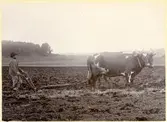Björksta sn. Alfr. Åhlén plöjer med oxar.