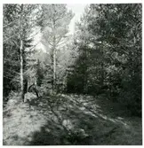 Dingtuna sn, Oppvreta. 