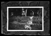 Reprofotografi av en bild på en hund. I fotografens egna anteckningar står det 