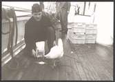 Sjöman matar ett höns ombord på Gladan sommaren 1968