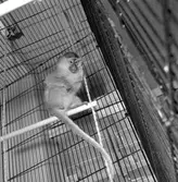 Zoologisk affär på Karlslundsgatan. Apor.
Augusti 1956.