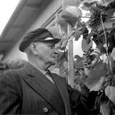 Oskar Bladh odlar vindruvor.
Oktober 1956.