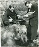 Haraker sn, Hasselbäck.