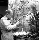 Konservator Tore Hansson.
December 1956.