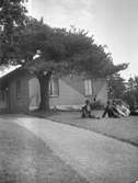 Cederliknanade tall vid Ölme station. Stationen tillhör Nordvästra stambanan. Nordvästra stambanan byggdes från Laxå förbi Kristinehamn, Karlstad och Arvika till norska gränsen vid Charlottenberg under åren 1865-1872. På bilde syns stationsföreståndare förmodlingen Adolf Svärdström som var verksam uner perioden 1917-1927.